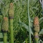 Equisetum laevigatum ফুল