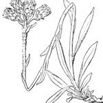 Antennaria carpatica Muu