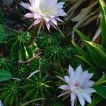 Echinopsis oxygona Hábito