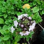 Thymus serpyllum Blomma