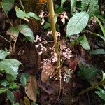 Rhynchotechum parviflorum Flower