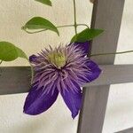 Clematis patens Žiedas