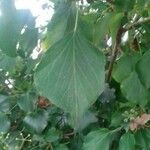 Hedera helix Leaf