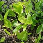 Maianthemum canadense Hábito