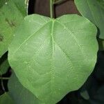 Adenia cissampeloides Leaf