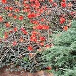 Chaenomeles × superba Flower