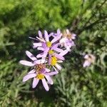 Tripolium pannonicum 花