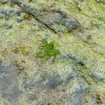 Myriophyllum verticillatum Blatt