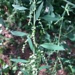 Chenopodium album Ліст