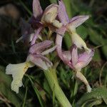 Orchis laeta Λουλούδι