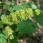 Aralia racemosa Flower