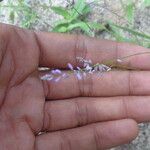 Polygala glochidiata Цветок