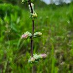 Penstemon cobaea Cortiza