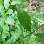 Ligustrum robustum Folla