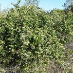 Jasminum didymum Costuma