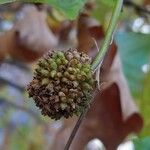 Platanus × hispanica Frukt