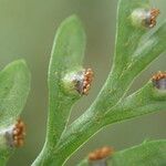 Asplenium hypomelas Ліст