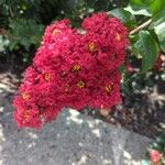 Lagerstroemia indicaBlomst