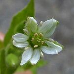 Stellaria neglecta Flower