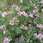 Coronilla varia Hábito