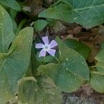 Vinca difformis Flors