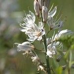 Asphodelus cerasiferus Flower