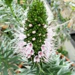 Echium hierrense Blüte