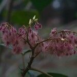 Heliocarpus americanus Fruit