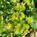 Chrysosplenium oppositifolium Blad