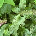 Teucrium hircanicum Leaf