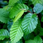 Carpinus orientalis Blad