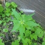 Euphorbia dentata Blad