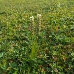Spiranthes romanzoffiana Habit