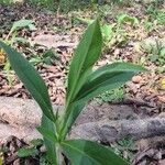 Andersonglossum virginianum Folha