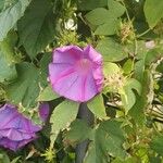 Ipomoea indicaКвітка