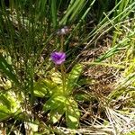 Pinguicula vulgaris Flor