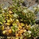 Polycarpon polycarpoides Libunga