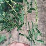 Prosopis farcta Fuelha