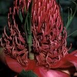 Telopea speciosissima 花