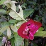 Drymonia coccinea Flower