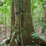 Brosimum costaricanum 樹皮