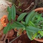 Ixora chinensis عادت داشتن