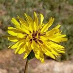 Reichardia tingitana Flower