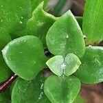 Mesembryanthemum cordifolium Blatt