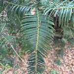 Cephalotaxus fortunei Leaf