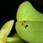 Epidendrum hunterianum ഇല