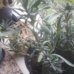Lavandula angustifolia برگ