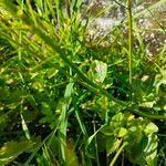 Cardamine raphanifolia Лист