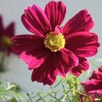 Cosmos bipinnatus Fula