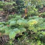 Abies balsamea List